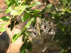 Palpares libelluloides