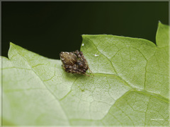 Eriovixia pseudocentrodes