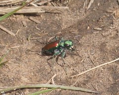 Cicindela splendida