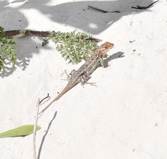 Sceloporus cozumelae