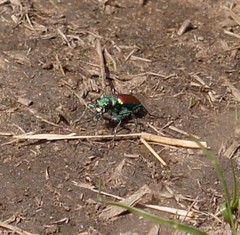 Cicindela splendida