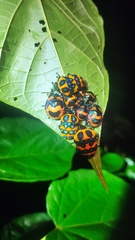 Poecilocoris druraei