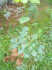 Populus tremula