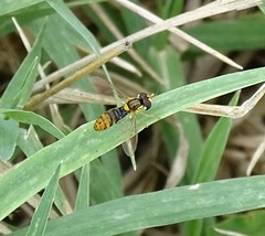 Sphaerophoria rueppellii