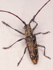 Monochamus marmorator