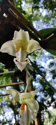 Stanhopea ruckeri, photograph 3