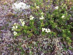 Phyllodoce glanduliflora