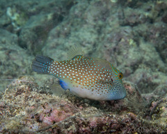 Canthigaster amboinensis