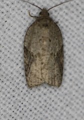 Acleris placidana