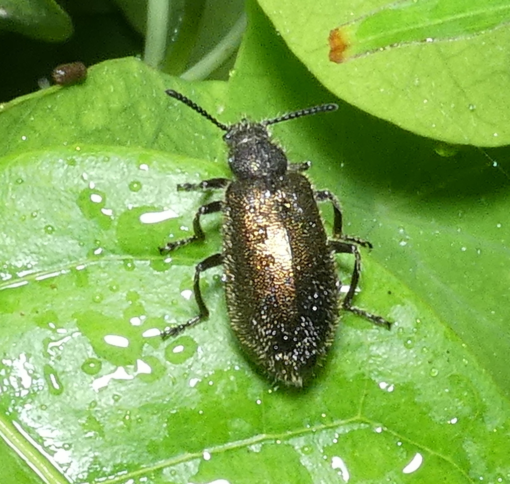 Hairy Darkling Beetle