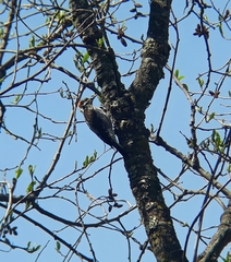 Dryobates stricklandi