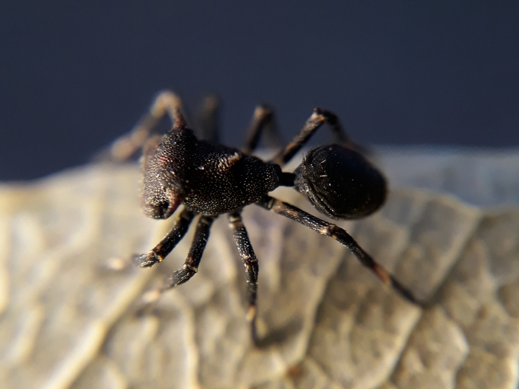 Aphantochilus inermipes