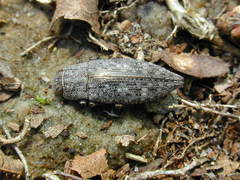 Dicerca lurida