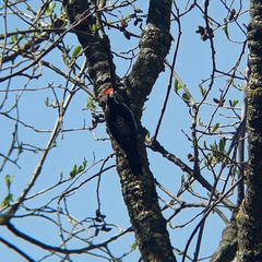 Dryobates stricklandi