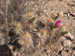 Echinocereus engelmannii