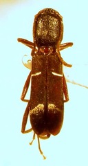 Neoclytus jouteli