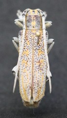Saperda calcarata