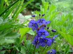 Veronica grandiflora