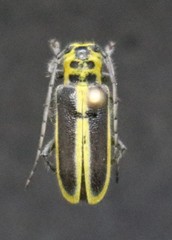 Saperda puncticollis