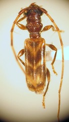 Stenhomalus taiwanus