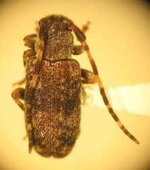 Zaplous annulatus
