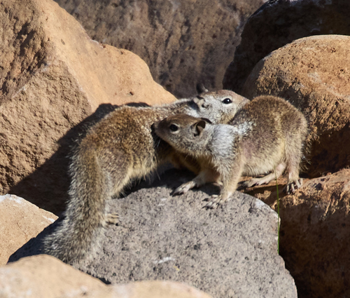 iNaturalist observation photo of California Ground Squirrel