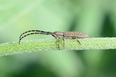 Dorcasta cinerea