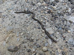 Epictia tenella