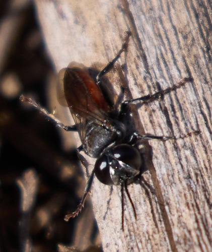 iNaturalist observation photo of Tachysphex