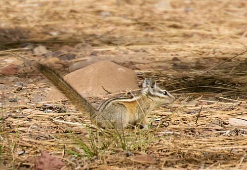 iNaturalist observation photo of Western Chipmunks