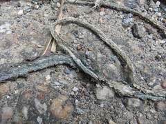 Oxybelis rutherfordi