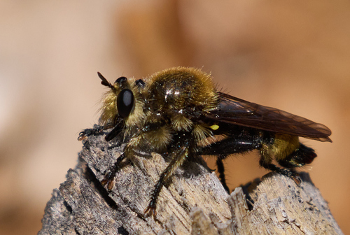 iNaturalist observation photo of Bee-mimic Robber Flies