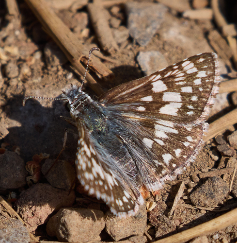 iNaturalist observation photo of Common Checkered-Skipper