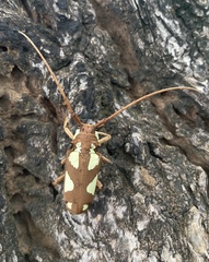 Prosopocera lactator