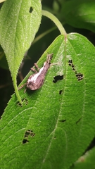 Episomus chinensis