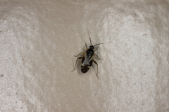 Plagiognathus obscurus