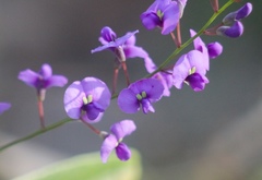 Hardenbergia