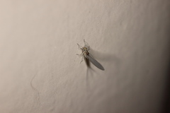 Callibaetis ferrugineus hageni