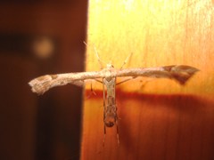 Platyptilia tesseradactyla