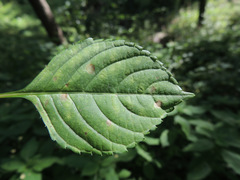 Puccinia komarovii