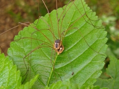 Leiobunum bimaculatum
