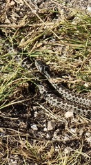 Vipera ursinii