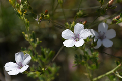 Linum tenuifolium