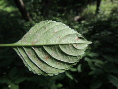 Puccinia komarovii