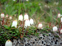 Cassiope lycopodioides