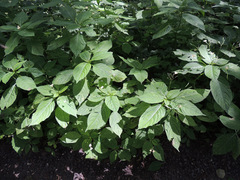 Puccinia komarovii