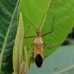 Zelus laticornis