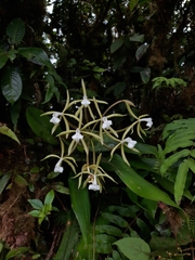 Epidendrum lacustre
