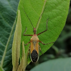 Zelus laticornis