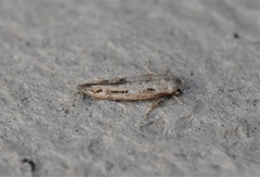 Mompha brevivittella